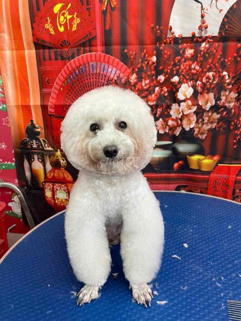 Chó Poodle lông xoăn mềm mại. Mua bán Chó tại Thành phố Thủ Đức Tp Hồ Chí Minh được đăng bởi Thu Thu  hình 1