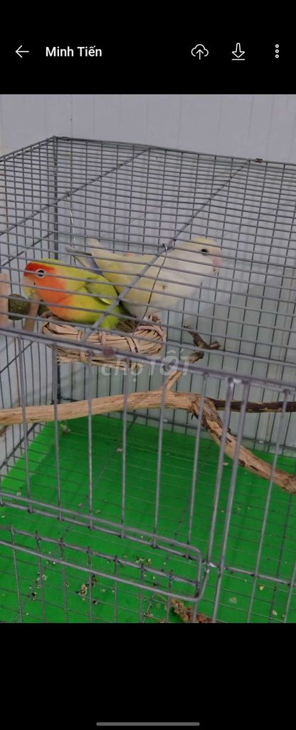 2 Cặp LB Không Viền