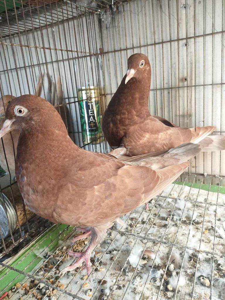 Chim bồ câu Thái Pháp Titan Tơ. Mua bán Chim tại Quận 11 Tp Hồ Chí Minh được đăng bởi Trần Bình hình 1