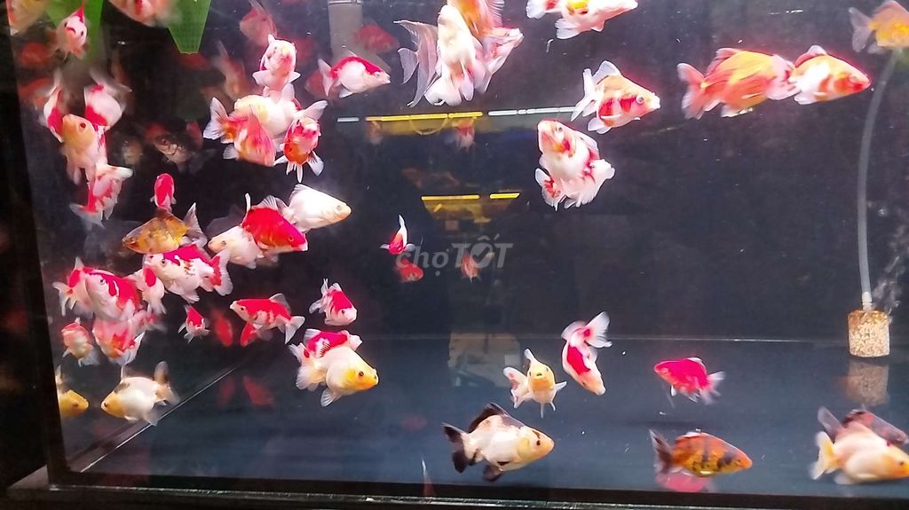 Oranda 1 con 30k. 7 con 200 bao ship