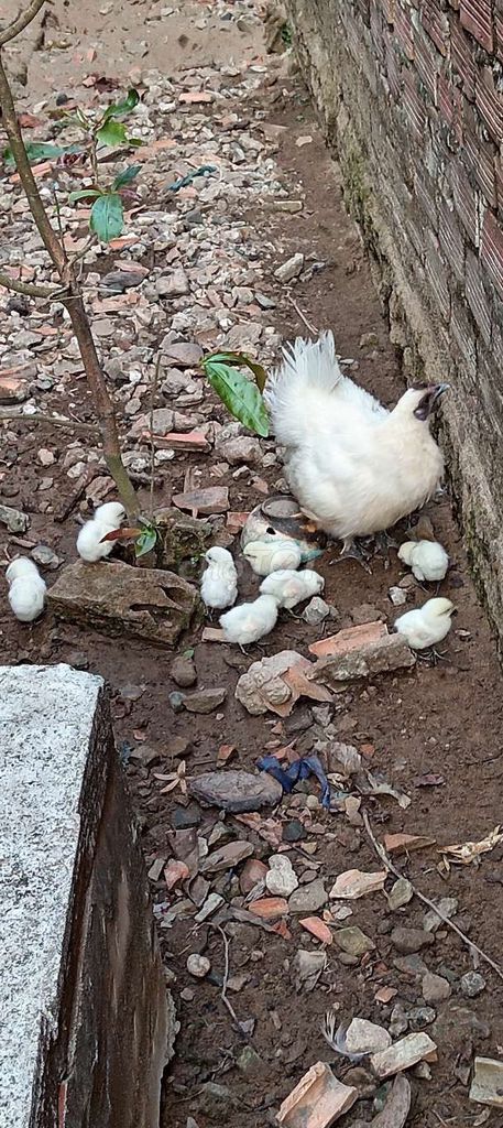 Gà ác con màu Trắng. Mua bán Gà tại Quận Ô Môn Cần Thơ được đăng bởi pi PETS thinhdoan  hình 1