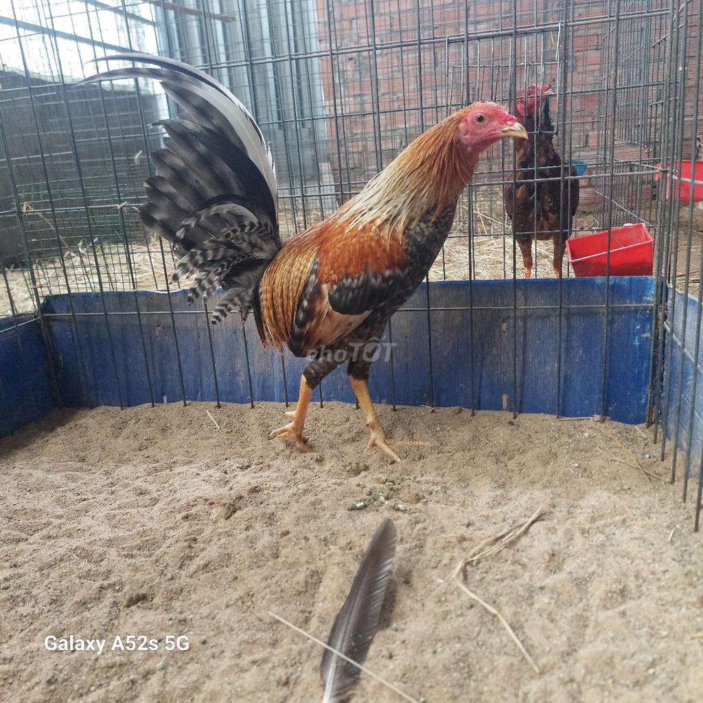 Gà kiểng 1.1kg Đực. Mua bán Gà tại Huyện Bàu Bàng Bình Dương được đăng bởi Hùng Trần hình 1