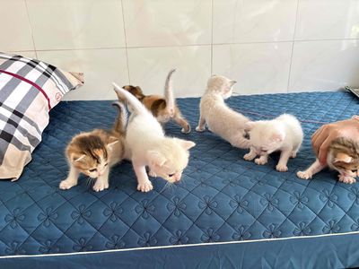 mèo anh lông ngắn. Mua bán Mèo tại Huyện Bình Chánh Tp Hồ Chí Minh được đăng bởi Mỹ Mỹ