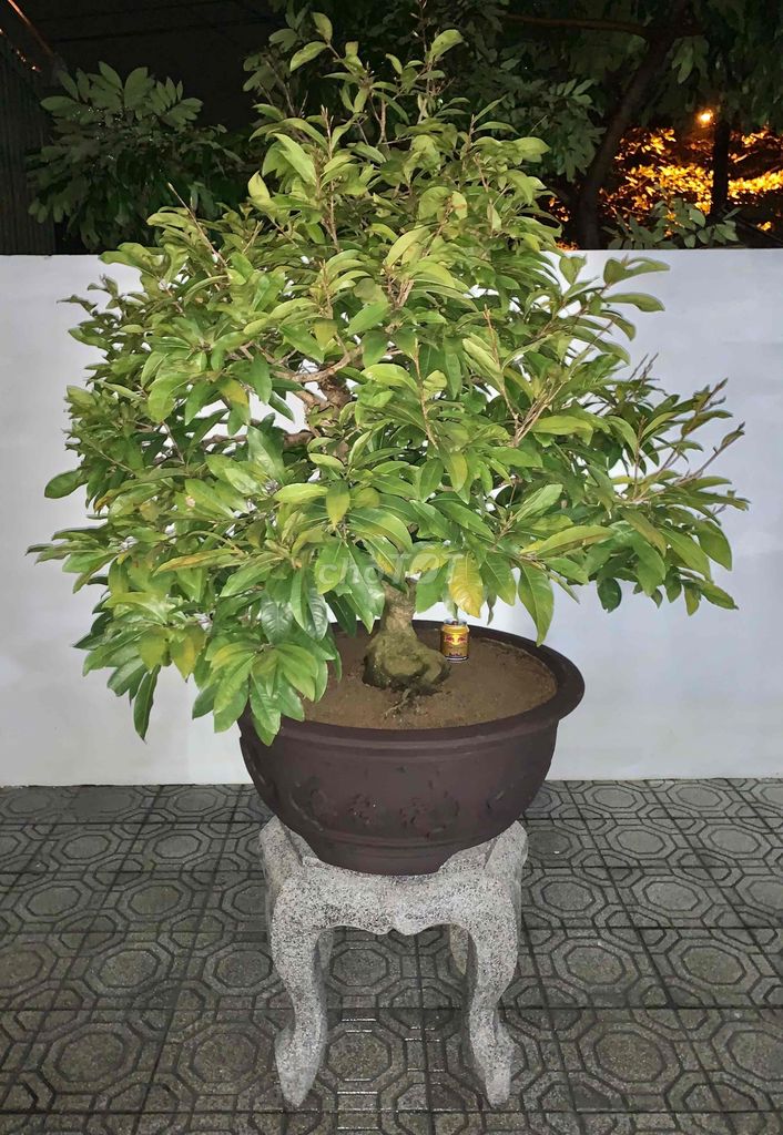 Bonsai Hoàng Mai Huế