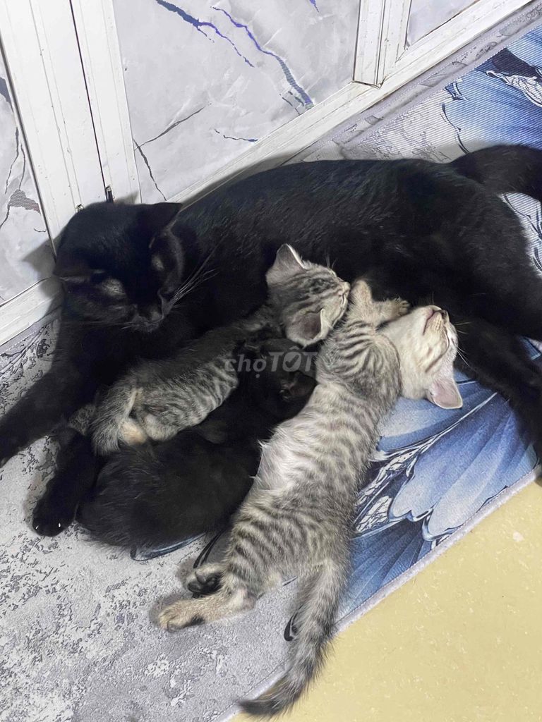 Mèo lai ALN ( 2 bé cái ). Mua bán Mèo tại Quận Liên Chiểu Đà Nẵng được đăng bởi Phạm Long hình 1