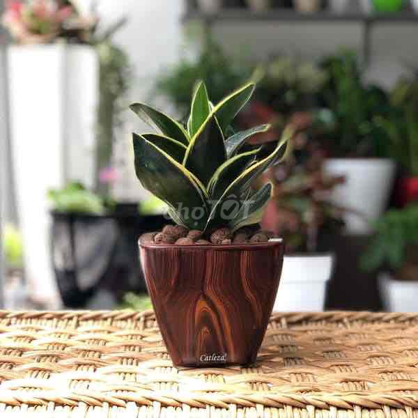 Cây lưỡi hổ mèo để bàn. Mua bán Cây cảnh, đồ trang trí tại Quận Gò Vấp Tp Hồ Chí Minh được đăng bởi Vườn Kiểng Nhà Nị Ny hình 2