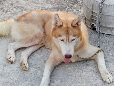 Chó Husky Đực Vàng trắng Thuần chủng