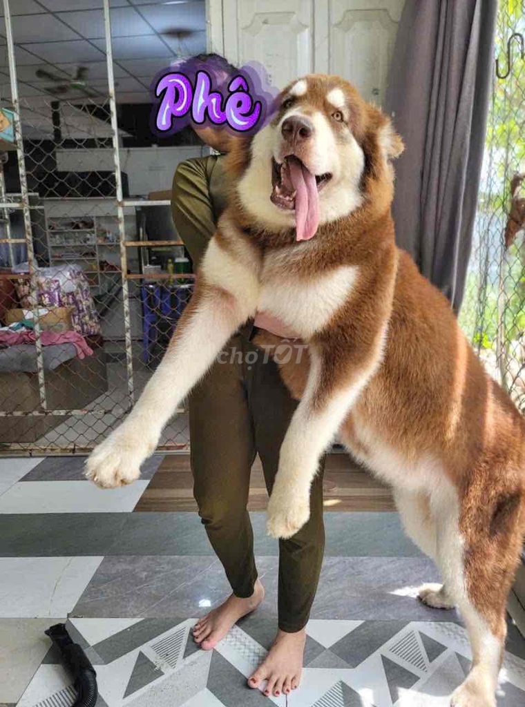 Chó Alaskan Malamute cái 20 tháng. Mua bán Chó tại Quận Tân Bình Tp Hồ Chí Minh được đăng bởi Belinda hình 1