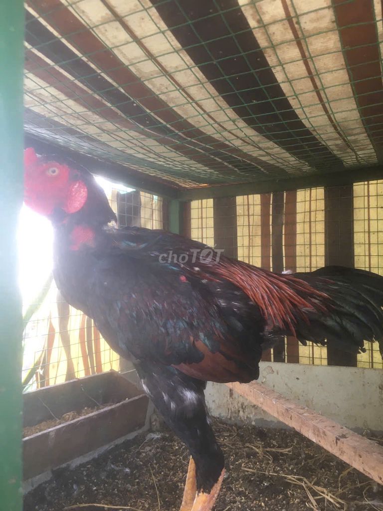 Bán gà đòn trống tơ