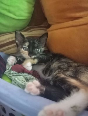 Tăng miễn phí cho người yêu mèo. Mua bán Mèo tại Quận 7 Tp Hồ Chí Minh được đăng bởi Đoàn Thị Ánh