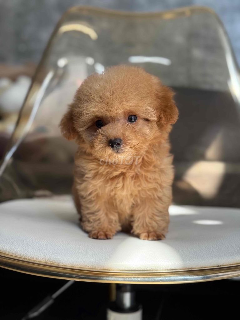 poodle tinycup bé tí xíu ảnh thật chính chủ. Mua bán Chó tại Quận Tân Bình Tp Hồ Chí Minh được đăng bởi Minh vương hình 2