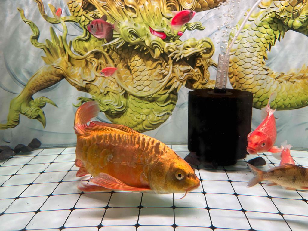 Cá cảnh Vàng Đỏ >30cm. Mua bán Thú cưng khác tại Quận Tân Bình Tp Hồ Chí Minh được đăng bởi Thành hình 1