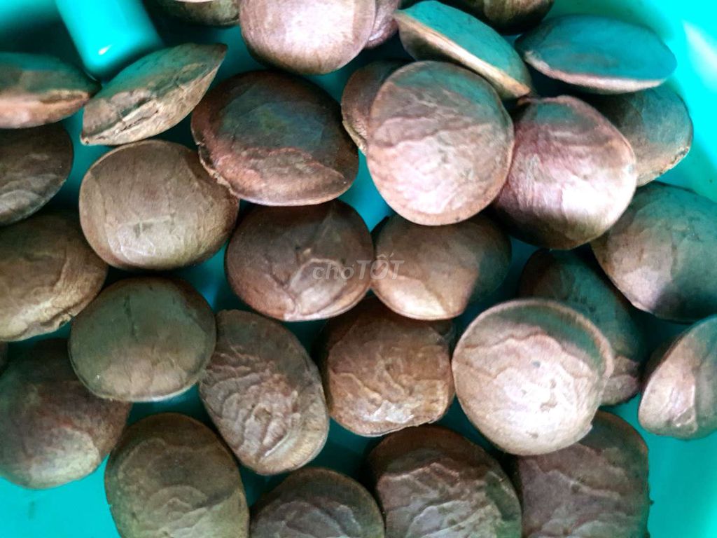 Combo 20 hạt giống sachi. Mua bán Đồ ăn, thực phẩm và các loại khác tại Huyện Cầu Ngang Trà Vinh được đăng bởi Huong Nguyen hình 2
