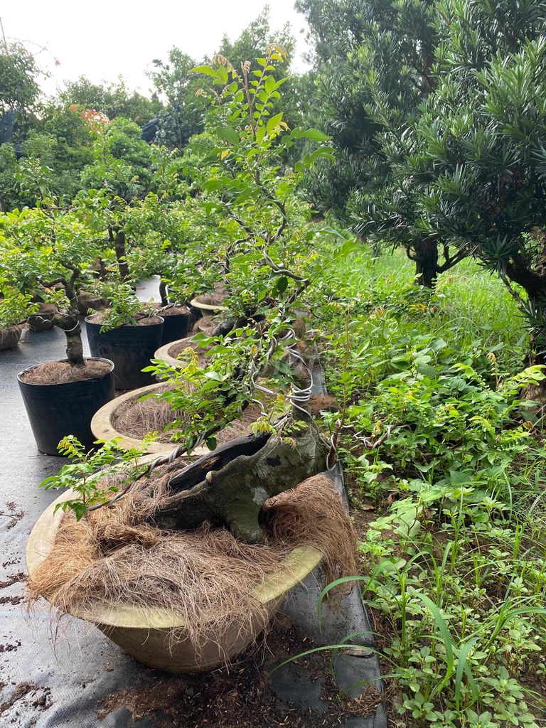 Cây khế bonsai lâu năm, thế đẹp. Mua bán Cây cảnh, đồ trang trí tại Quận Bình Thạnh Tp Hồ Chí Minh được đăng bởi Phương Nam hình 1