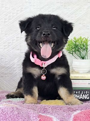 Gái Nhật F đốm lưỡi đẹp lanh chào sen🌸😋
