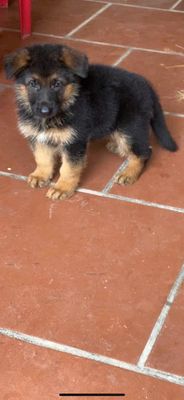 Chó Becgie Đen Nâu 5-6kg đã tiêm