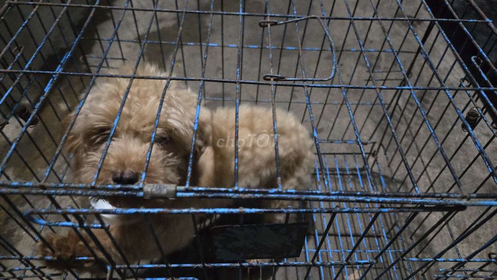 Chó Poodle Cái Nâu vàng 5 tháng. Mua bán Chó tại Quận Nam Từ Liêm Hà Nội được đăng bởi Vũ Phong hình 1