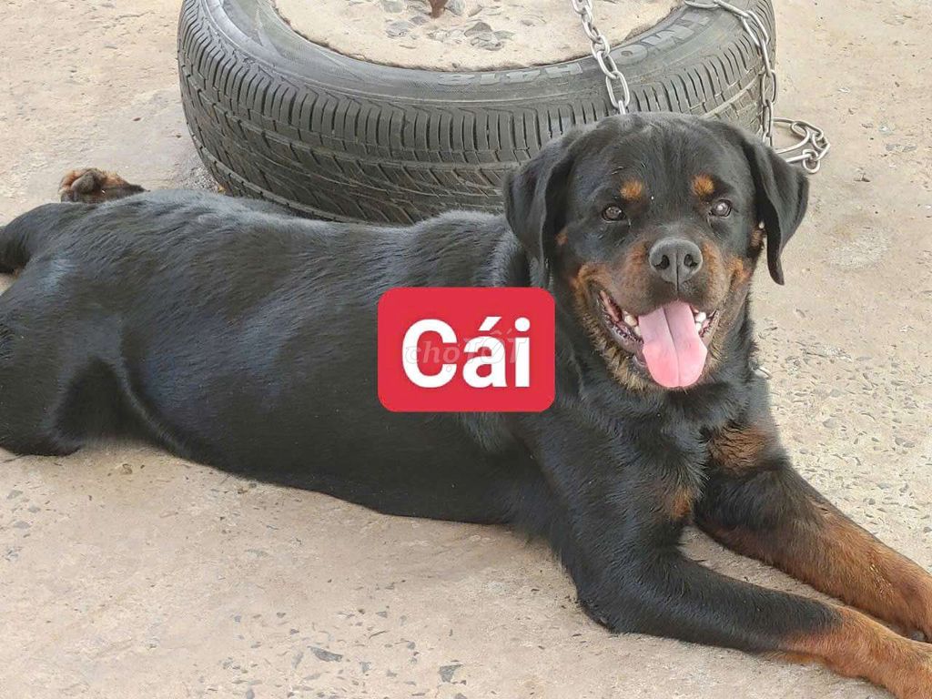 Chó Rottweiler cái khỏe mạnh. Mua bán Chó tại Thành phố Thủ Đức Tp Hồ Chí Minh được đăng bởi Nhân Rottweiler  hình 1