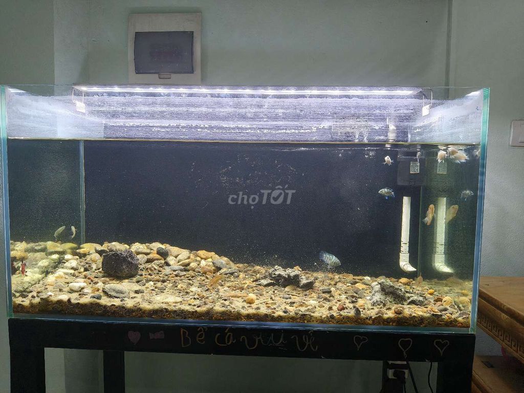 Bể cá kính 80x40 cm đã qua sử dụng kèm phụ kiện. Mua bán Thú cưng khác tại Quận Hà Đông Hà Nội được đăng bởi Hà Đông hình 1