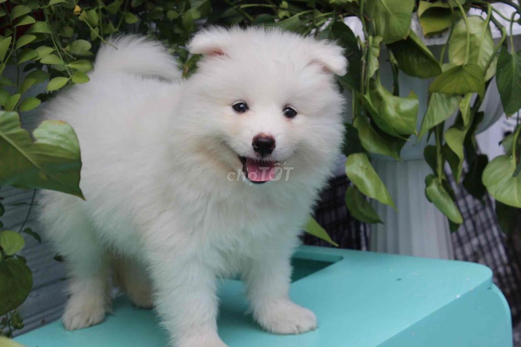 sam trắng thông minh tìm chủ yêu thương. Mua bán Chó tại Thành phố Thủ Đức Tp Hồ Chí Minh được đăng bởi Trần hình 1