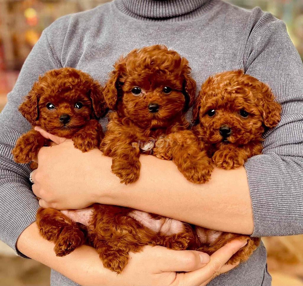 Chó Poodle Nâu đỏ cả hai. Mua bán Chó tại Thành phố Thủ Dầu Một Bình Dương được đăng bởi Nguyễn Thị Huỳnh Mai hình 1