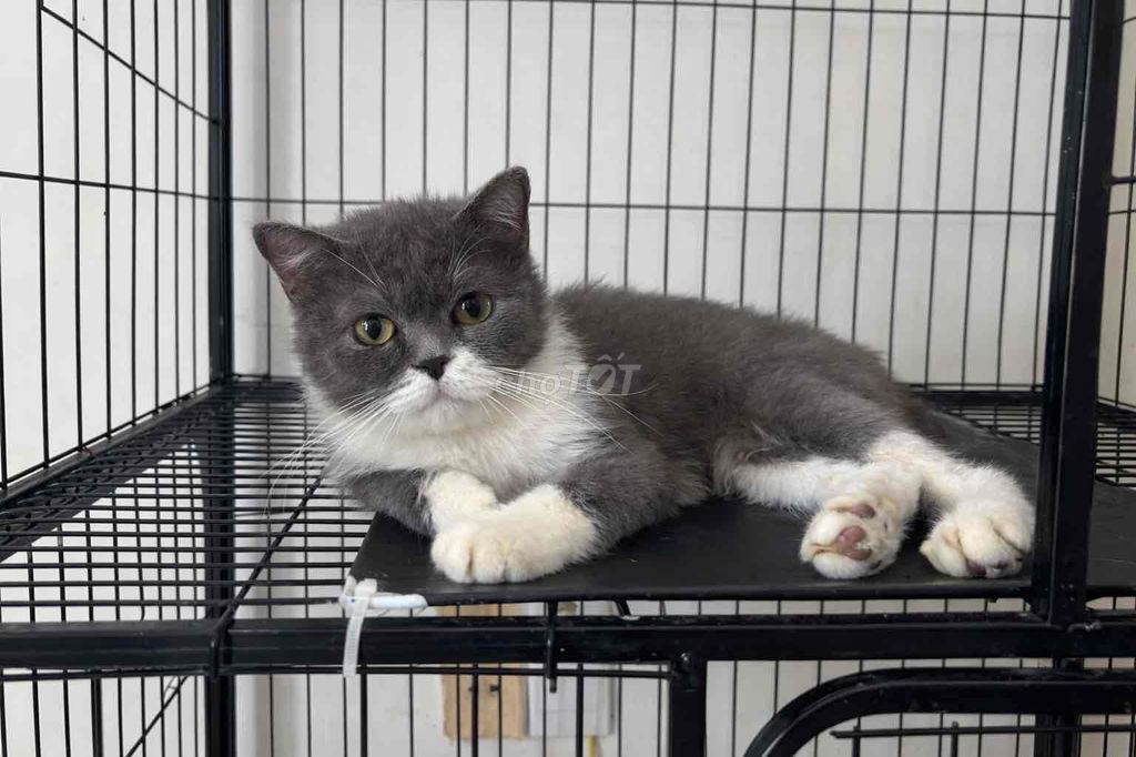 Mèo Xám trắng. Mua bán Mèo tại Thành phố Thuận An Bình Dương được đăng bởi Tiệm Mèo Nhà Mon hình 1