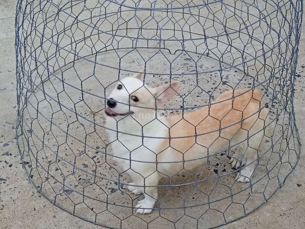 Chó Corgi Cái Trắng vàng làm giống. Mua bán Chó tại Quận Ninh Kiều Cần Thơ được đăng bởi Nhân Rottweiler  hình 1