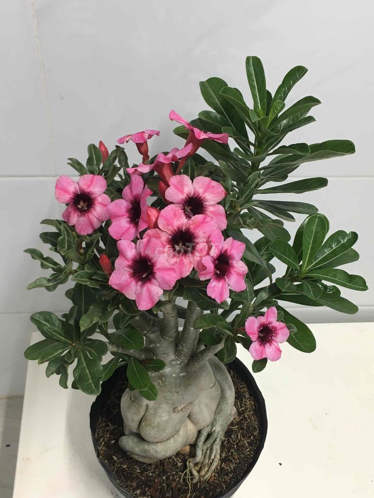 sứ ghép. Mua bán Cây cảnh, đồ trang trí tại Quận 7 Tp Hồ Chí Minh được đăng bởi Nga Trần hình 1