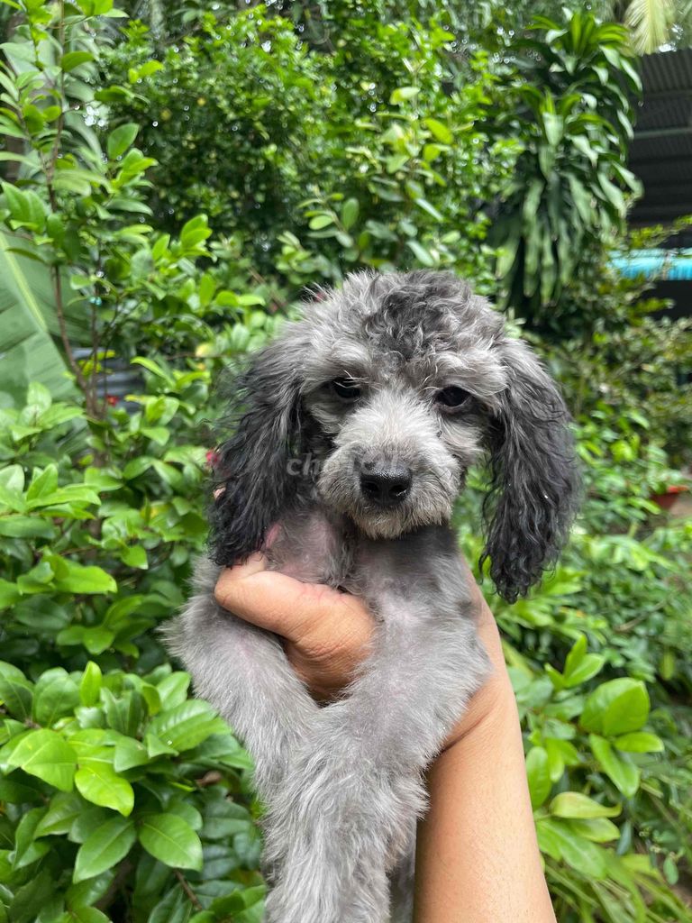 poodle xám. Mua bán Chó tại Huyện Châu Thành Tây Ninh được đăng bởi Linh hình 4