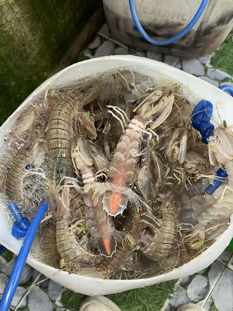 Ghẹ siêu gạch, chắc thịt đang bơi. Mua bán Đồ ăn, thực phẩm và các loại khác tại Quận Sơn Trà Đà Nẵng được đăng bởi Hải Sản Tươi Sống  hình 1