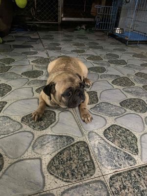 bận qúa nên tim nhà moi. Mua bán Chó tại Huyện Trảng Bom Đồng Nai được đăng bởi An nhiên