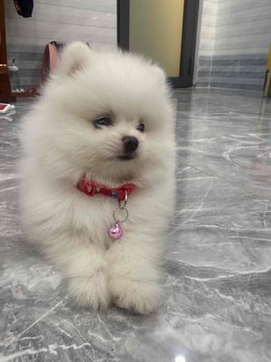 Chó Phốc Sóc mini trắng