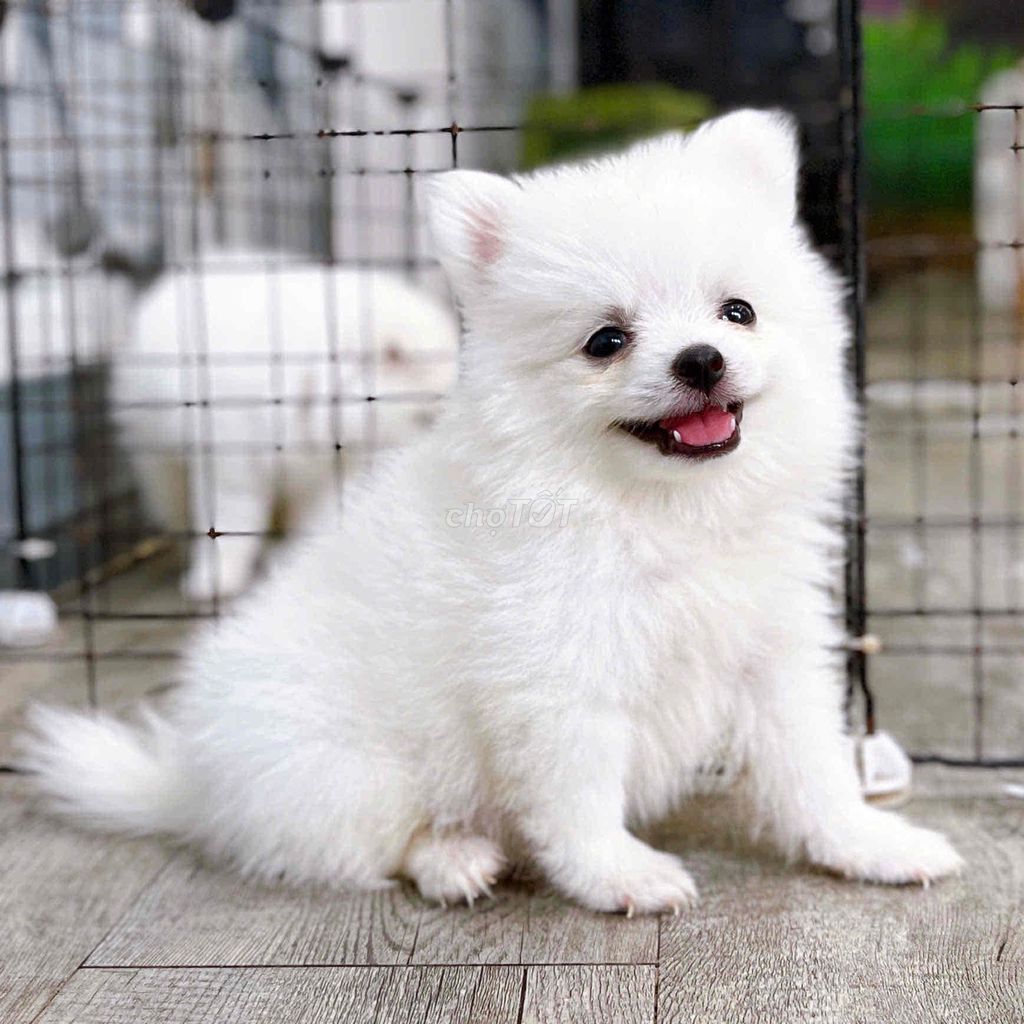 Chó Pomeranian Trắng Nhỏ Thân thiện. Mua bán Chó tại Thành phố Trà Vinh Trà Vinh được đăng bởi Nguyễn Thị Huỳnh Mai hình 1