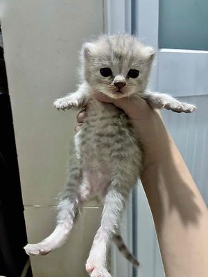 Mèo ALN Giá Hời