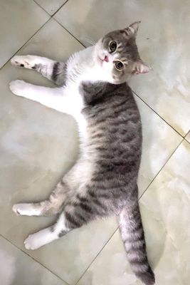 Mèo cảnh đực màu trắng xám. Mua bán Mèo tại Thành phố Bắc Ninh Bắc Ninh được đăng bởi Hà