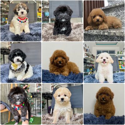 Poodle Tiny Teacup - Bò sữa bò xám nâu đỏ đen