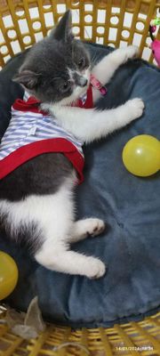 Mèo Anh Lông Ngắn 7 tháng tuổi, con cái
