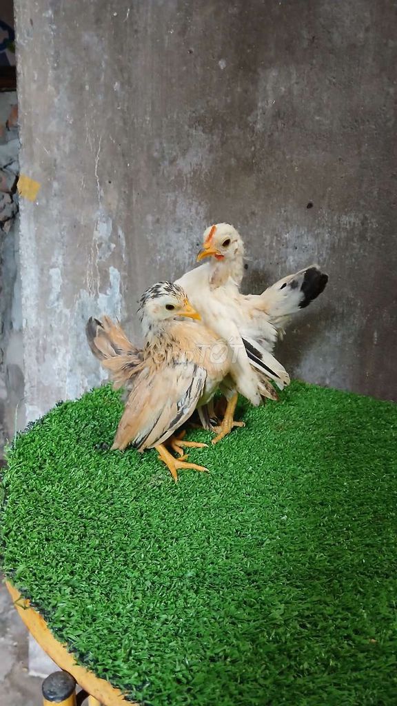 Gà kiểng Serama tí hon. Mua bán Gà tại Thành phố Trà Vinh Trà Vinh được đăng bởi Sơn hình 1