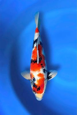 Bán cá chép KOI Showa giải nhất Koi Show 40cm+-. Mua bán Thú cưng khác tại Quận 12 Tp Hồ Chí Minh được đăng bởi Gin Koi Farm