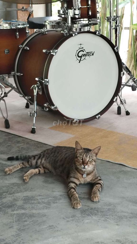Mèo mướp đực đã thiến 3 tuổi. Mua bán Mèo tại Thành phố Hội An Quảng Nam được đăng bởi Hà Thuỷ hình 1