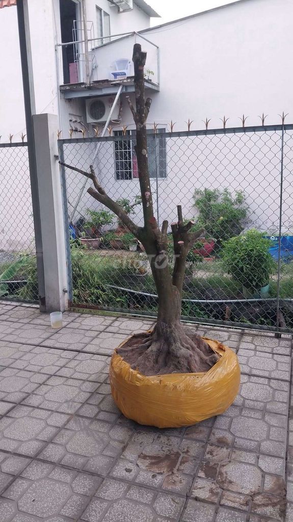 Mai vàng dáng Trực bay hoành 64 cm. Mua bán Cây cảnh, đồ trang trí tại Thành phố Vĩnh Long Vĩnh Long được đăng bởi Luân hình 1