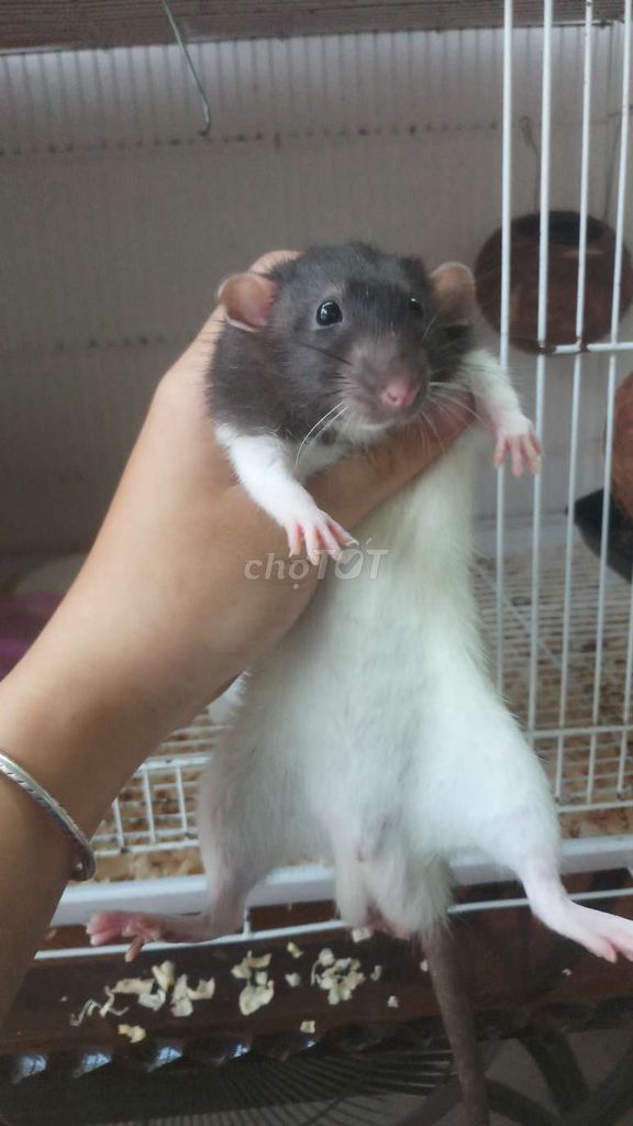 Dumbo Rat Trưởng thành. Mua bán Thú cưng khác tại Thành phố Thủ Dầu Một Bình Dương được đăng bởi Nguyễn Nguyễn hình 1