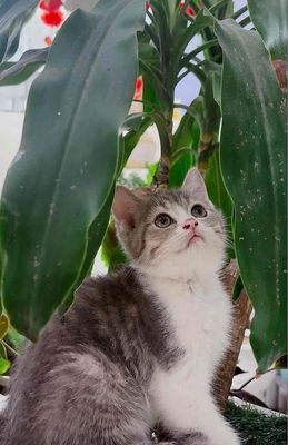 Mèo ALN yếm trắng xinh xắn