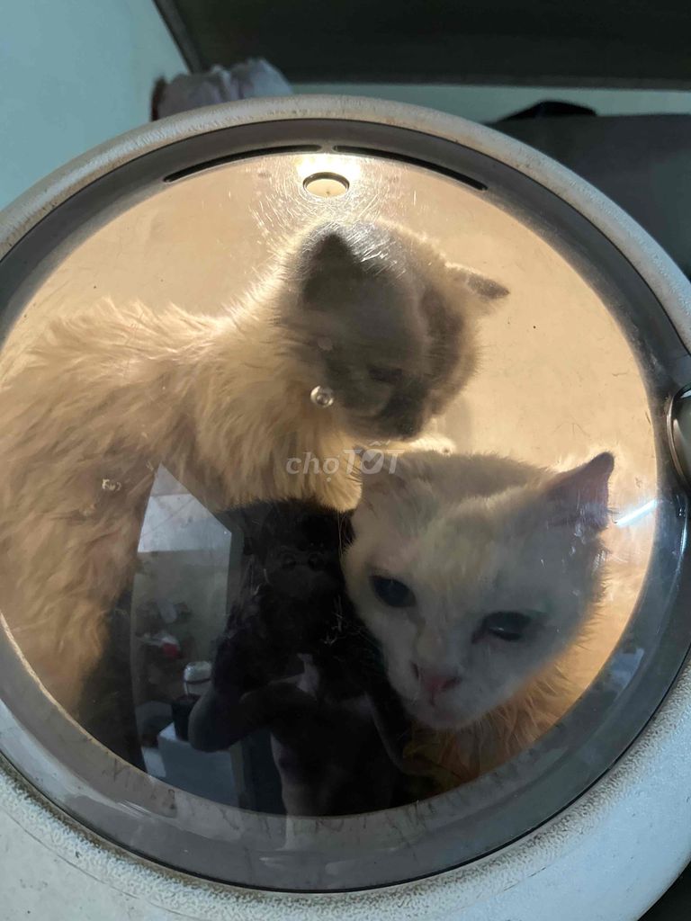 Mèo xiêm cái aln tuyệt đẹp. Mua bán Mèo tại Thành phố Thủ Đức Tp Hồ Chí Minh được đăng bởi Nguyễn Tấn Đạt hình 1