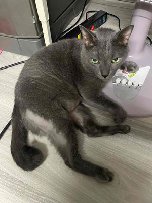 Mèo Nga Mắt Xanh ( Russian Blue ) Thuần Chủng