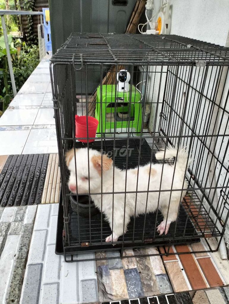 Chó Poodle Cái Trắng đốm nâu. Mua bán Chó tại Huyện Cao Lãnh Đồng Tháp được đăng bởi Nhựt  hình 1