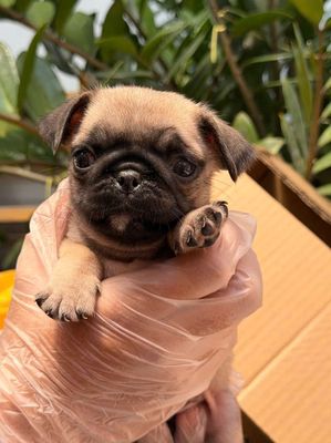 Chó Pug Cái Đã Tiêm 1 Mũi