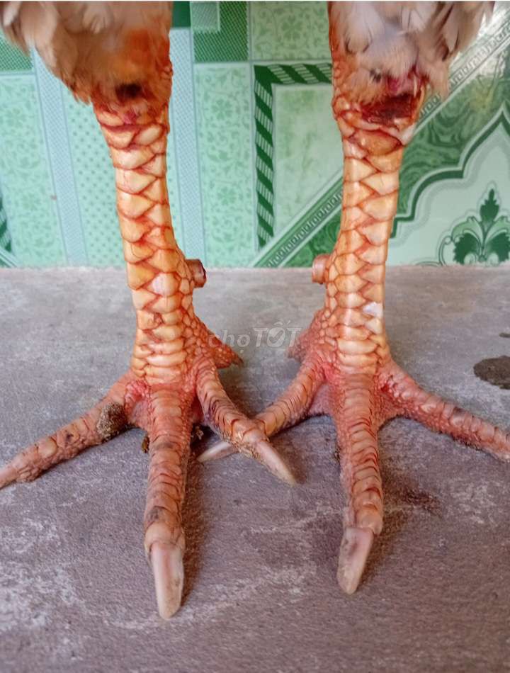 BƯỚM 3k3 NỌC. Mua bán Gà tại Huyện Thạnh Phú Bến Tre được đăng bởi BEN TRE GA DA  hình 1