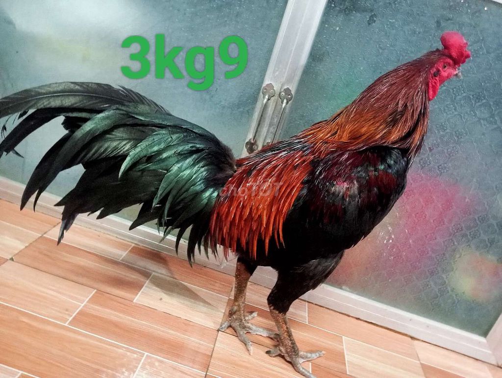 Gà que 3kg9. Mua bán Gà tại Huyện Châu Thành Long An được đăng bởi Long Farm hình 1