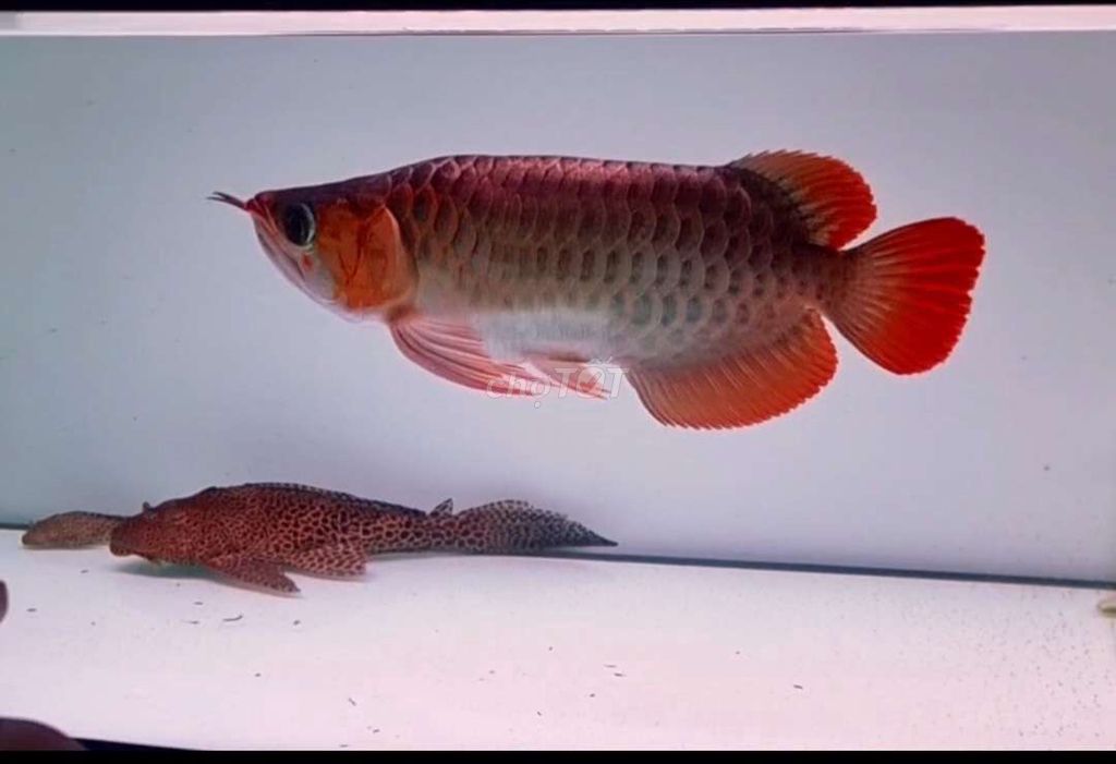 Cá rồng huyết long king short 30cm. Mua bán Thú cưng khác tại Quận Tân Phú Tp Hồ Chí Minh được đăng bởi Quang Duong hình 1